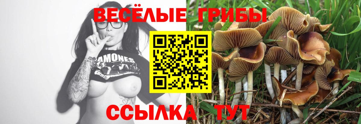 Галлюциногенные грибы Cubensis Вологда